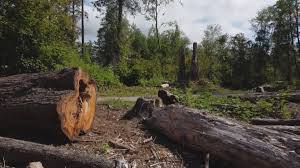 Best Tree Health Inspection  in Sharon, TN