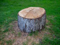 Best Root Management and Removal  in Sharon, TN
