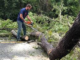 Sharon, TN Tree Removal Company