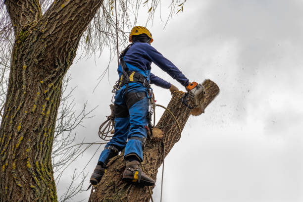 Best Commercial Tree Services  in Sharon, TN