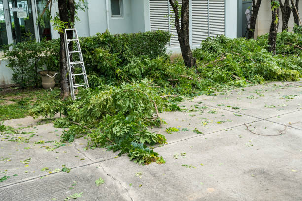 Sharon, TN Tree Removal Company