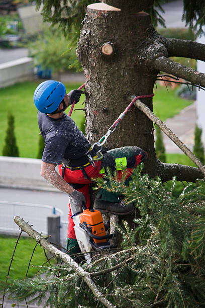 Leaf Removal in Sharon, TN
