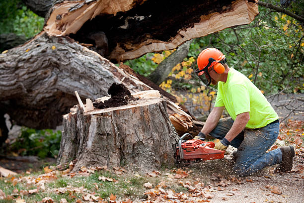 Best Lawn Maintenance Plans  in Sharon, TN