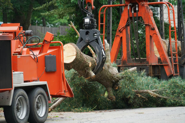 How Our Tree Care Process Works  in  Sharon, TN