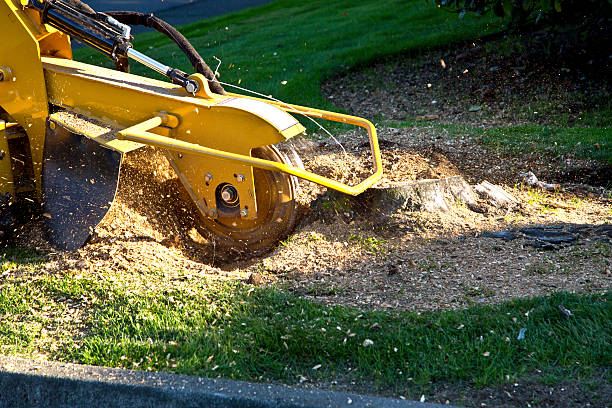 Best Lawn Irrigation Installation and Maintenance  in Sharon, TN