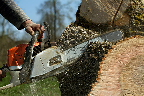 Best Fruit Tree Pruning  in Sharon, TN